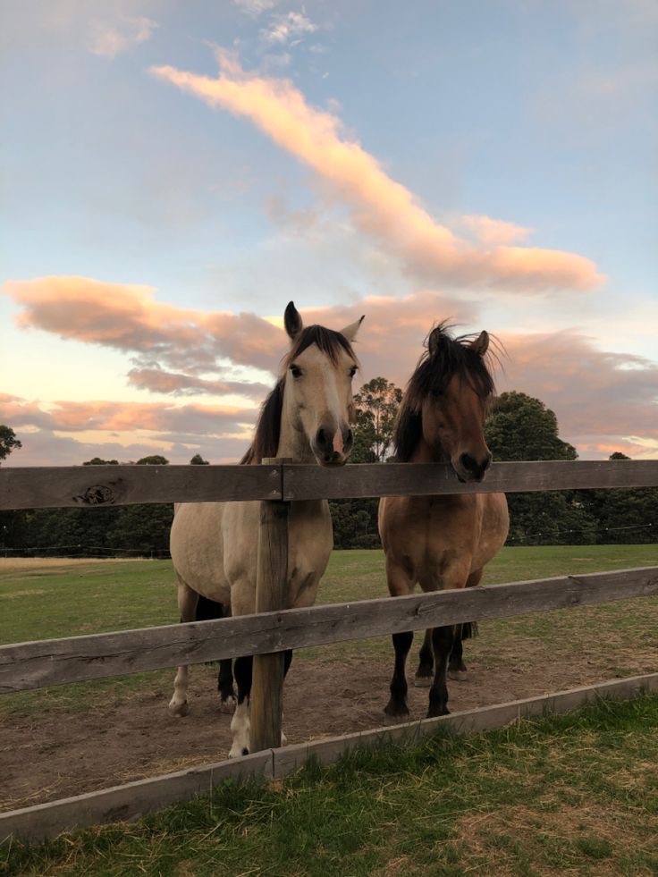 Évènement Bouquet de fleurs et Chevaux💐🐎 du 27 juin 2026 – Image 5